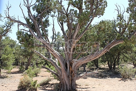 Grand Canyon Tree