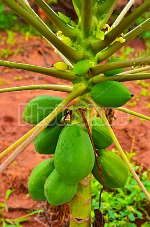 African Papayas