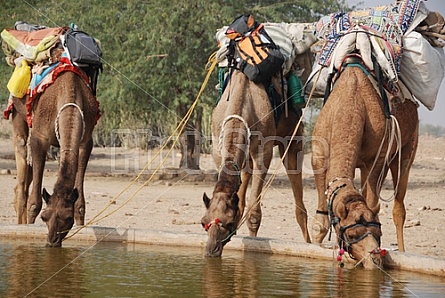 Camel Safari C