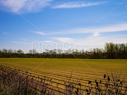 farmland