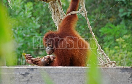 Orangutan