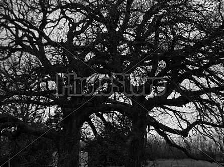 Tangle of Trees