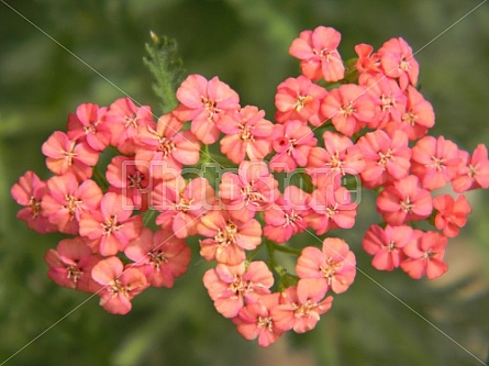 Yarrow