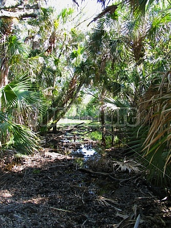 Florida Everglades