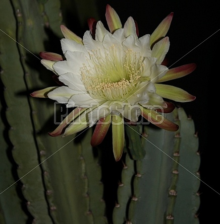 Peruvian Cactus Night Bloom