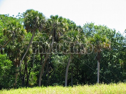 Florida Everglades