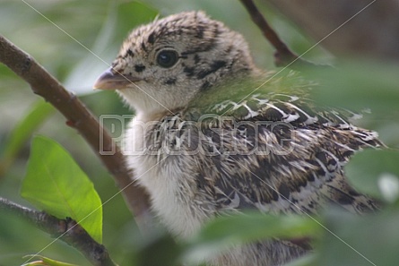 Ptarmigan