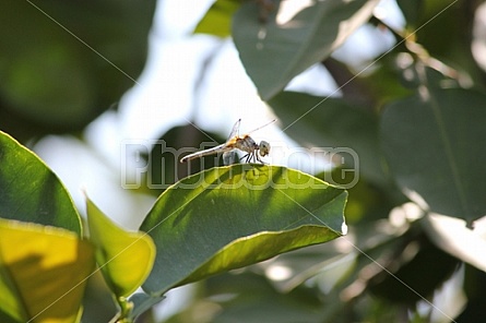 Alien Dragonfly