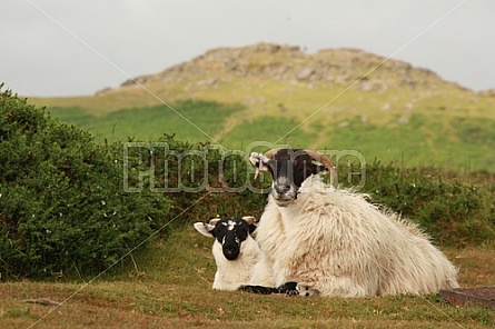 British Rams