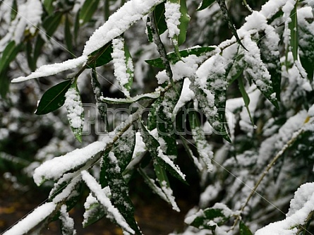 snow on green