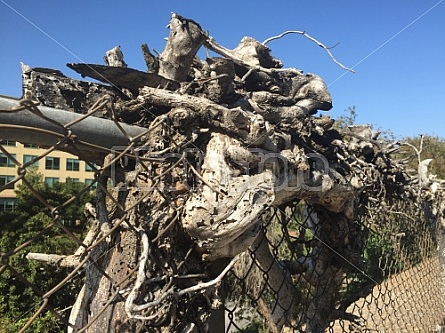 VINES AND FENCE