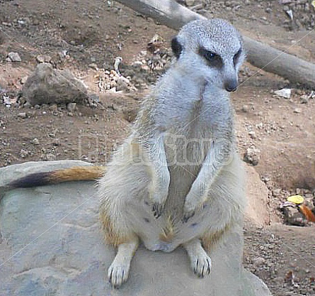 Meerkat