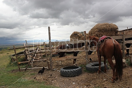 horses in front of farm