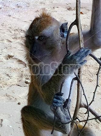 Monkeys in Thailand