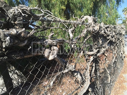 VINES AND FENCE