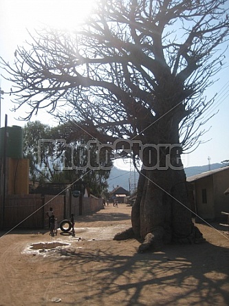 Baobab tree in Cape Mclear (Lake Malawi)