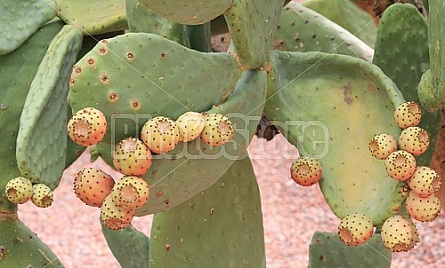 Prickly Pear Cactus Fruit