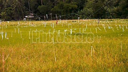 Filipino Rice Fields