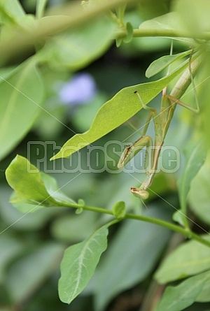 Praying Mantis