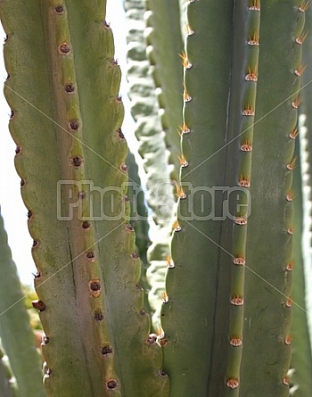 Peruvian cactus buds