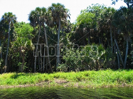 Florida Everglades