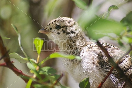 Ptarmigan