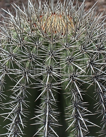 Barrel Cactus