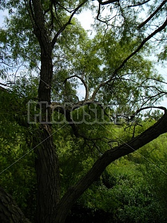 Kansas Trees