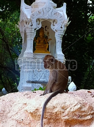 Buddhist Monkeys in Thailand