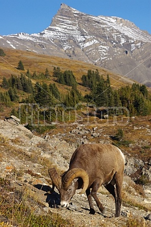 Rocky Mountain Sheep