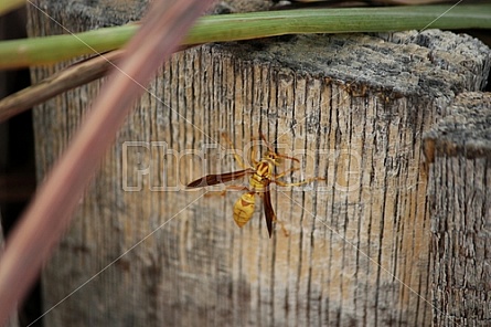 Wasp