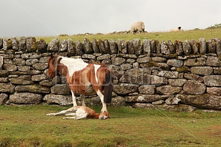 horse and colt