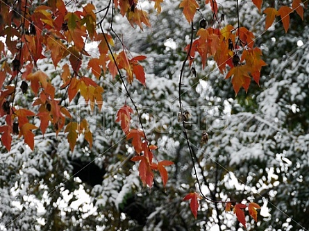 fall on winter