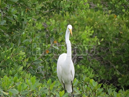 Egret