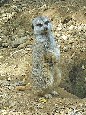 meerkat