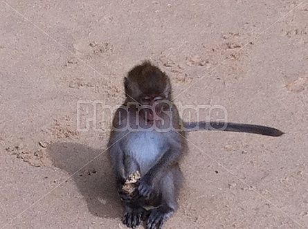 Monkeys in Thailand