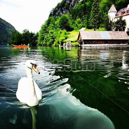 Hallstatt Goose