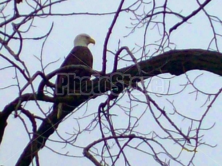 Bald Eagle