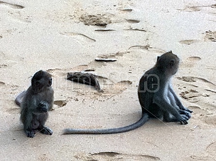 Monkeys in Thailand