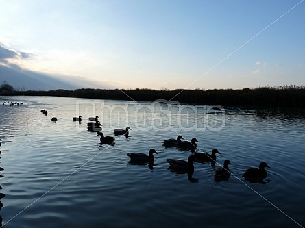 Ducks by the Autoroute