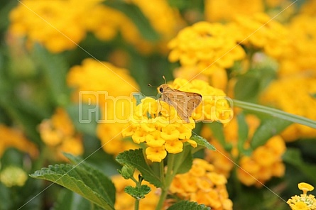 Yellow Moth and Lantanas