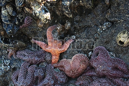 Starfish