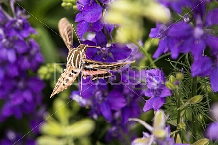 butterfly on columbines