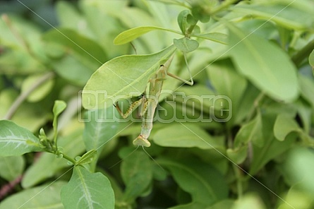 Praying Mantis