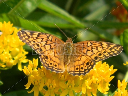 Fritillary on Yellow Flowers