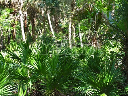 Florida Everglades