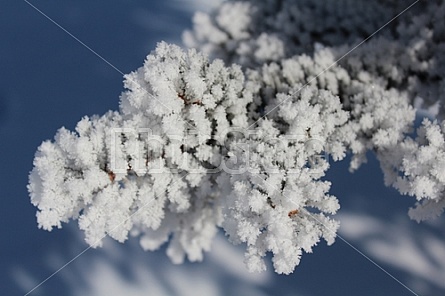 Frosted Fir