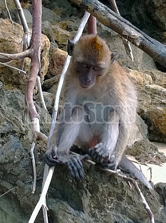 Monkeys in Thailand