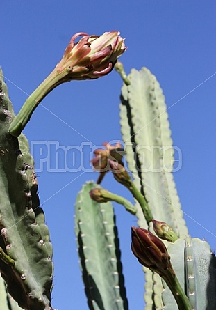 Peruvian cactus buds