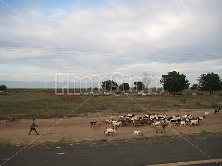 goat herd in the countryside between Blantyre and Nsanje (Malawi)